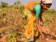 பருத்தி இறக்குமதி வரி ரத்து: விவசாயிகளைப் பலிகொடுக்கும் அமெரிக்க அடிமை மோடி அரசு!